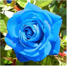 Blue Rose Seeds for seasonal color across the Gothic Garden & Beautiful Flowering Plants