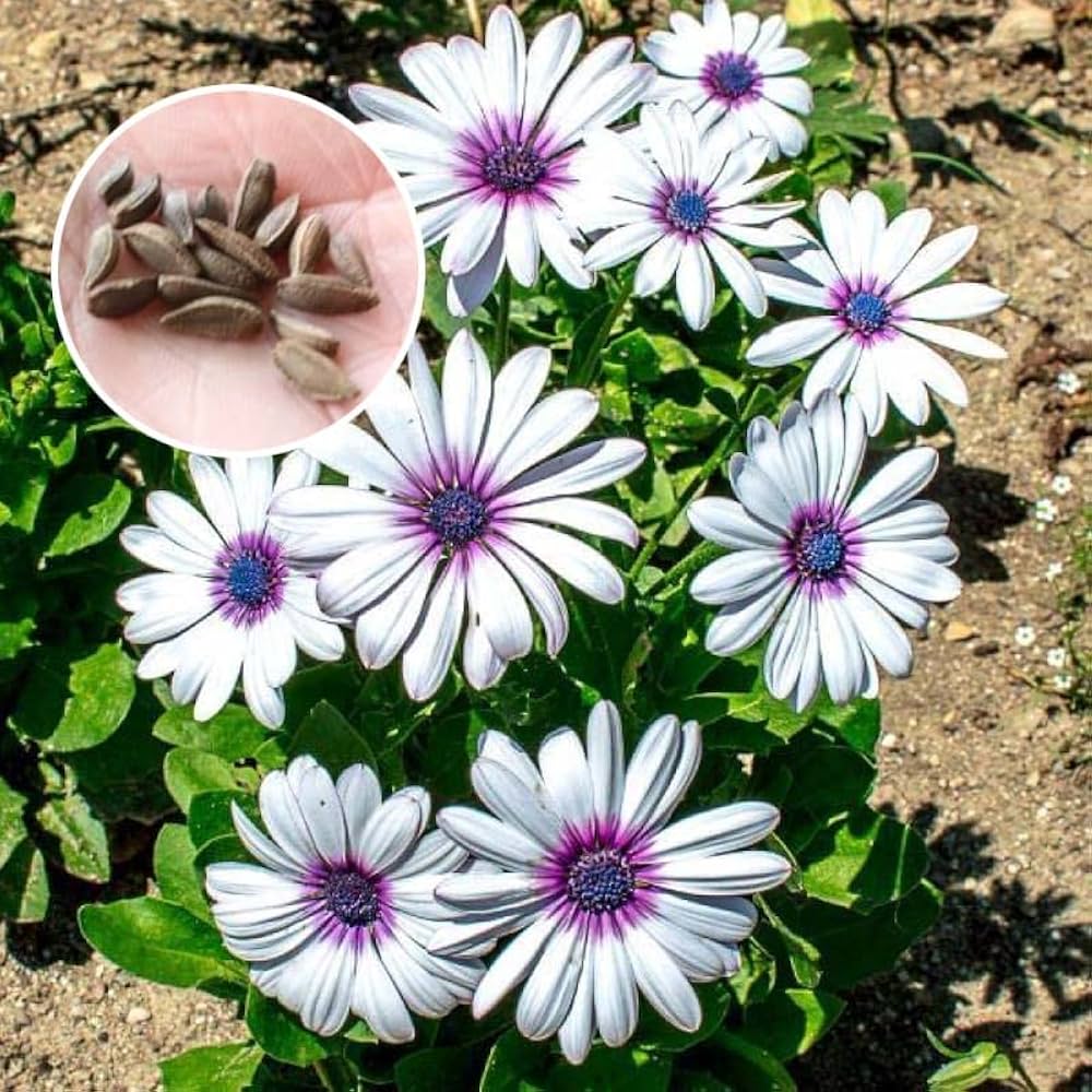 Garden Daisy Bellis Perennis Flower Seeds for Planting in Home Garden and Indoor Pots - for planting in home garden