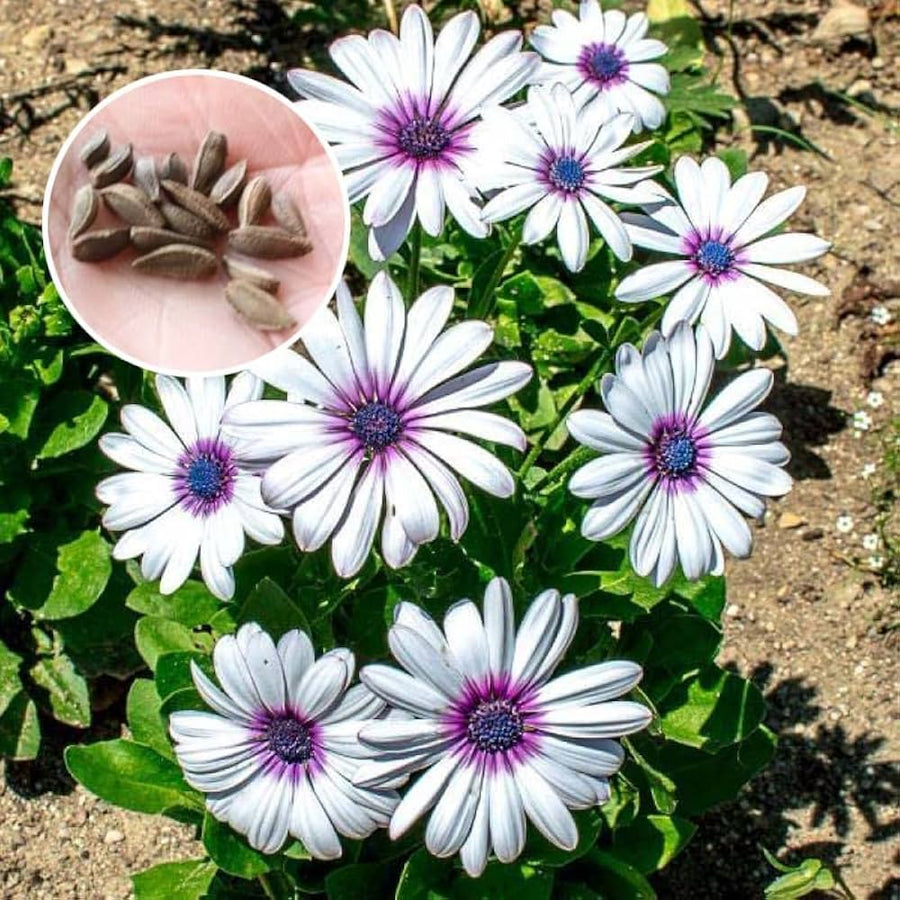 Garden Daisy Bellis Perennis Flower Seeds for Planting in Home Garden and Indoor Pots - for planting in home garden