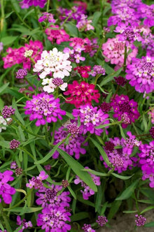 Fairyland Candytuft Seeds (Iberis umbellata) for growers filling out the Flower Bed
