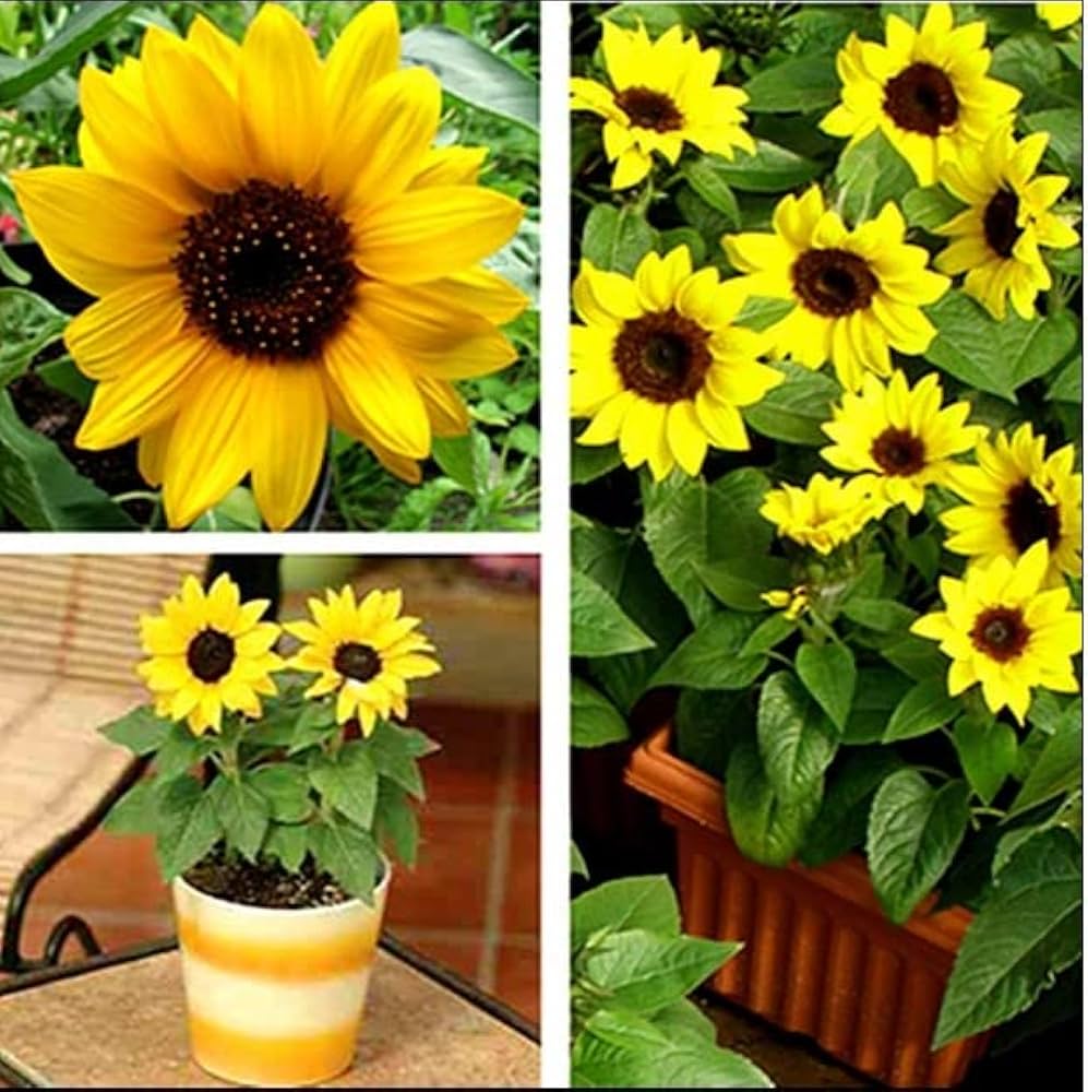 Sunflower â€˜Helianthus annuusâ€™ balcony variety â€“ compact for pots and bonsai