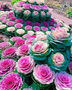 Ornamental Flowering Kale Seeds Mix â€“ Decorative Leaves for Colorful Garden Texture