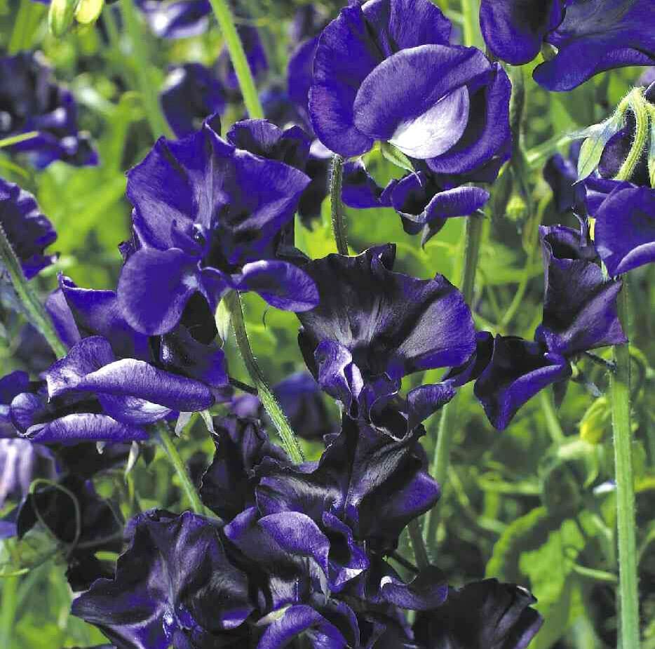 Sweet Pea Lathyrus Odoratus Navy Blue Mammoth Flower Seeds for Planting – Perfect for Fragrant Trellises and Fences