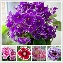 Gloxinia Plena Sinningia Flower Plant - for planting in home garden