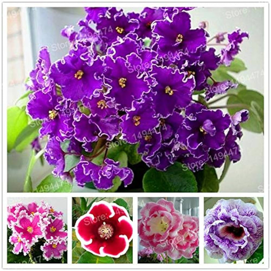 Gloxinia Plena Sinningia Flower Plant - for planting in home garden