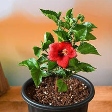 Hibiscus Rosa-sinensis Seeds for a bright addition to the Flower Tropical Garden