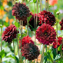 Mixed Dahlia Seeds (Dahlia spp.) for colorful blooms in the Flower Bed