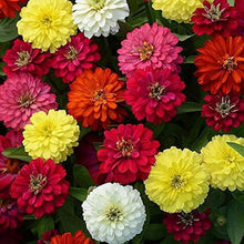 Zinnia flower Zinnia elegans seeds for planting in perennial home garden with vibrant 25-color bloom variety