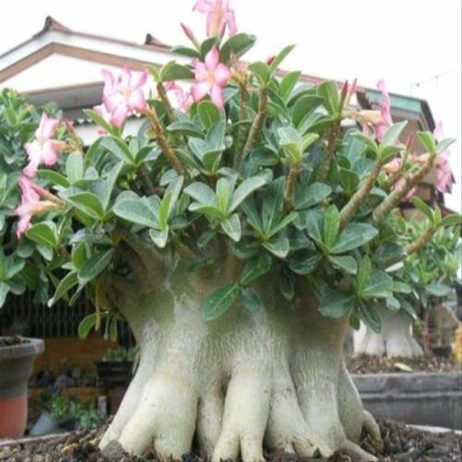 Rose bonsai seeds (Rosa spp) for home garden planting
