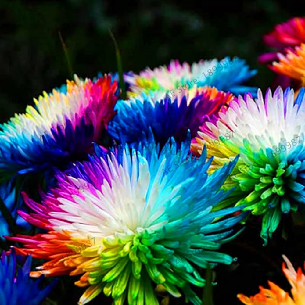Coleus Blumei Rainbow Mix Color Plant - for planting in home garden