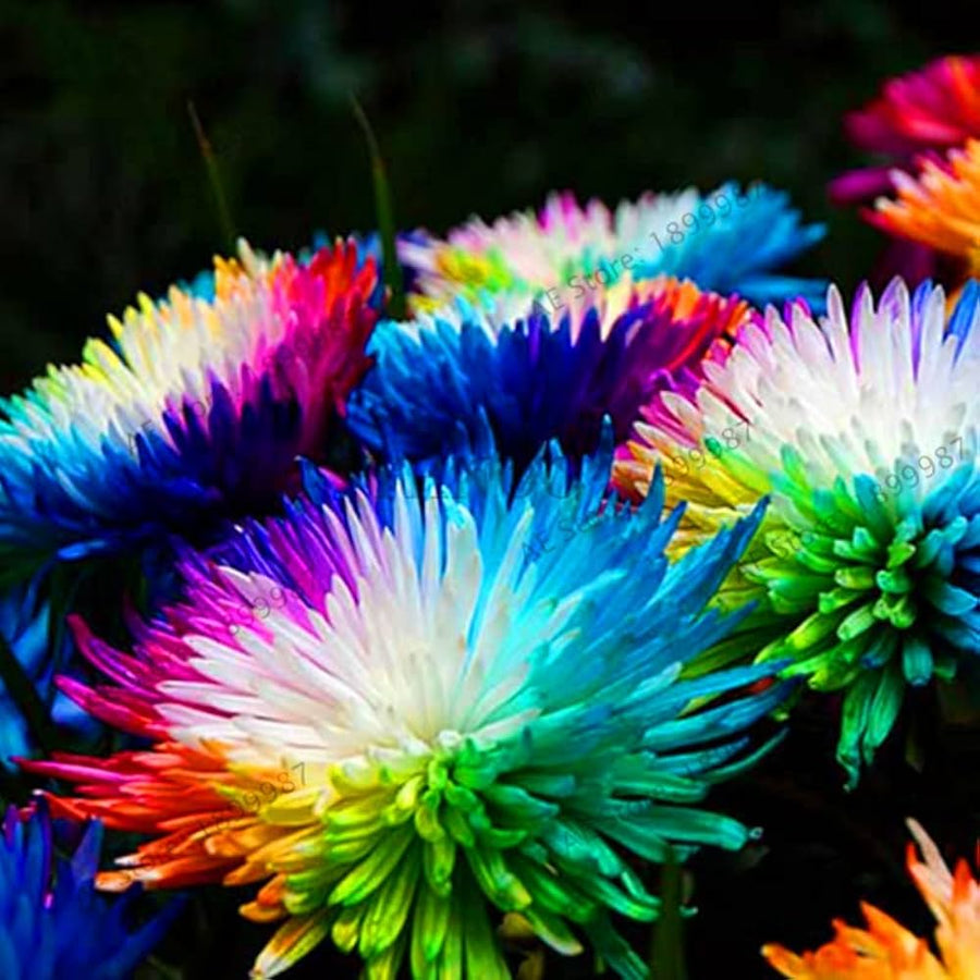 Rainbow Chrysanthemum Chrysanthemum Morifolium flower seeds for planting in home garden and balcony pots - for planting in home garden