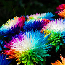 Rainbow Chrysanthemum Seeds (Chrysanthemum indicum) for seasonal color across the Flower Urban Garden