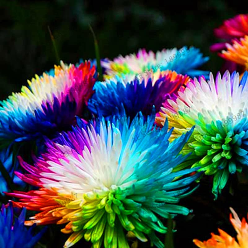 Tricolor Daisy Mixed Colors Flower - for planting in home garden