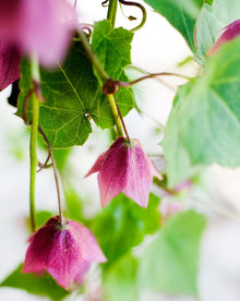 Rhodochiton Bell Vine flower Seeds for training up trellises and fences