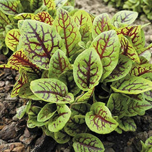 Herb Sorrel Seeds for growers filling out the vegetable patch garden