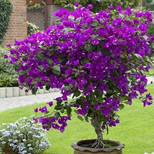 Light Purple Rare Bougainvillea Seeds for reliable seasonal color