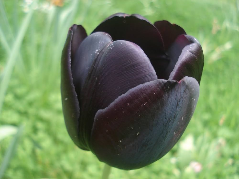 Double tulip flower Tulipa spp. seeds for planting in garden beds or colorful balcony planters