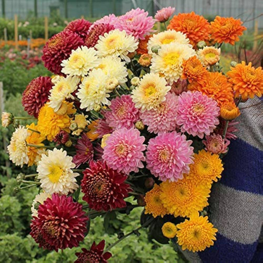 Chrysanthemum Black Perennial Flower - for planting in home garden