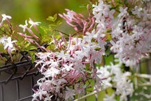 Jasmine Seeds prized for pink Gardening