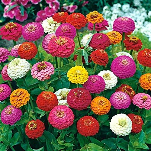 Bright Lilliput Zinnia Zinnia elegans flower seeds for planting in sunny flower beds