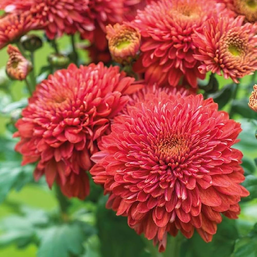 Cornflower bonsai (Chrysanthemum spp.) seeds for balcony and garden planting