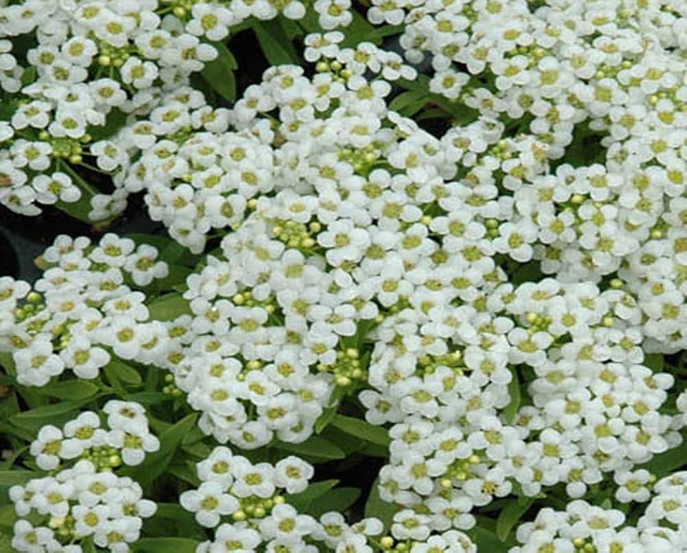 Snow Anaphalis for planting