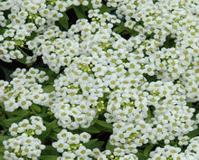 Snow Anaphalis for planting