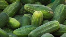Cucumber Seeds for productive rows in the Cucumis patch raised bed