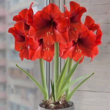 Amaryllis Seeds (Hippeastrum spp.) for growers filling out the Home Garden & Flower Bed