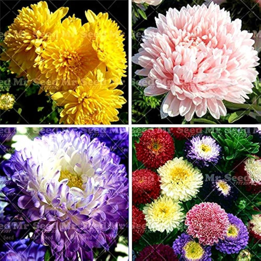 Aster Purple Rainbow Chrysanthemum Perennial Flower - for planting in home garden