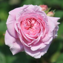 Heirloom Pink Damask Rose Seeds valued for flower Bushes
