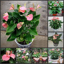 Light Purple Rare Pink Anthurium Seeds for a colorful addition to any planting