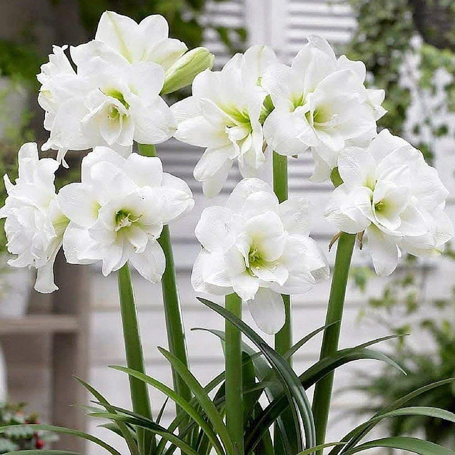 White Sunrise Amaryllis Hippeastrum Seeds for planting in flower bed