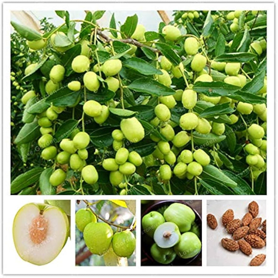 Taiwan Big Jujube Seeds
