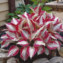 Hosta Seeds (Hosta spp.) for a bright addition to the backyard garden borders