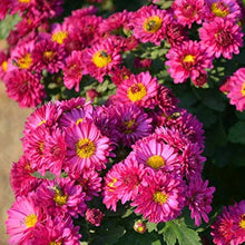 Dendranthema Indicum Seeds (Chrysanthemum indicum) for a lasting display in the Flower Bed