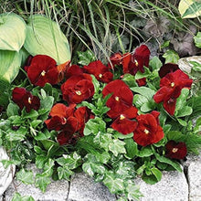 Red Pansy ��������� Viola x witrockiana ��������� for planting in biennial flower gardens