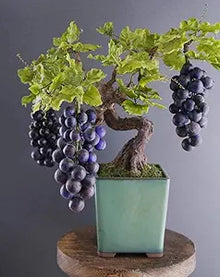 Miniature Bonsai Tree Seeds for growers wanting a homegrown harvest