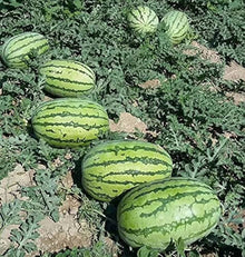 9 Varieties of Watermelon & Melon Seeds for growers stocking the Garden & Vegetable Patch