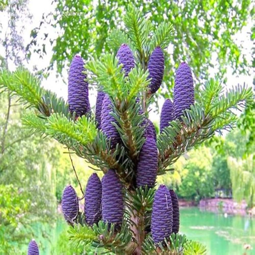 Korean Fir (Abies koreana) bonsai seeds