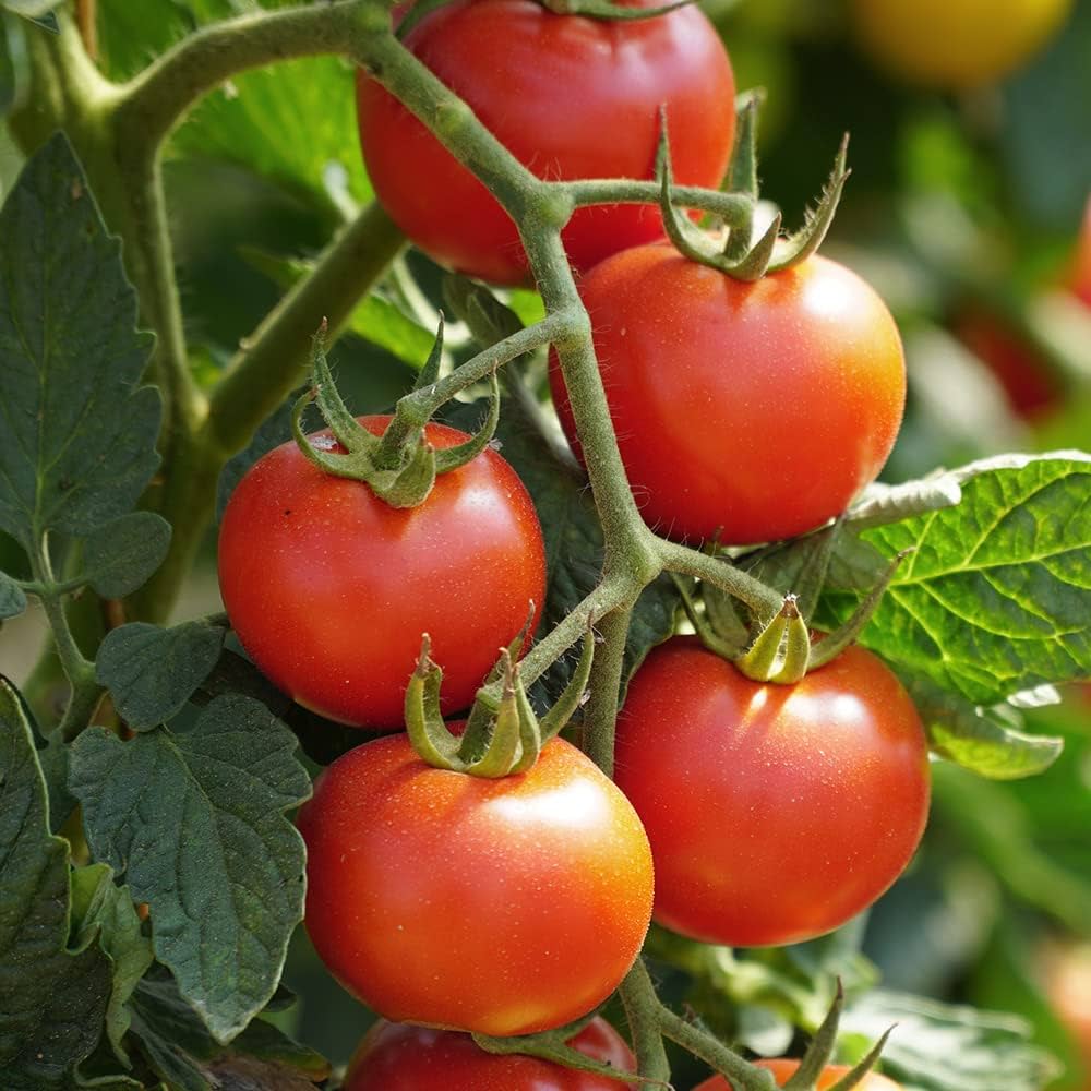 Cherry Tomato Solanum Lycopersicum vegetable seeds for planting in kitchen garden and balcony planters - for planting in home garden