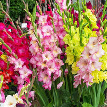 Pink gladiolus flower seeds