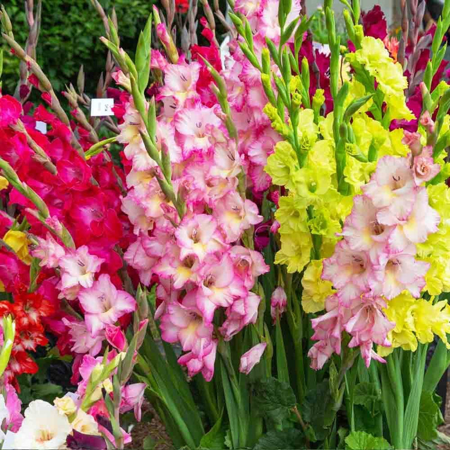 Pink gladiolus flower seeds