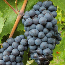Japanese Miniature Grape Vine Seeds (Vitis vinifera) for sweet homegrown fruit in the Urban Garden & Vegetable Patch