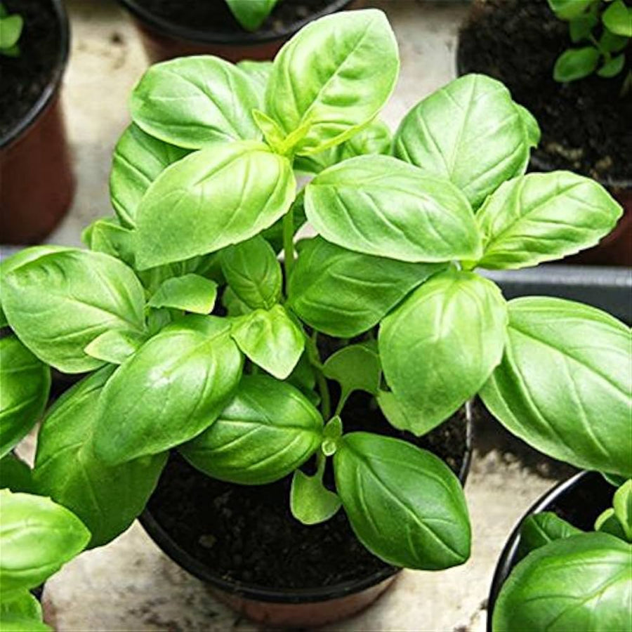 Green Basil Plants for cooks growing their own fresh herbs