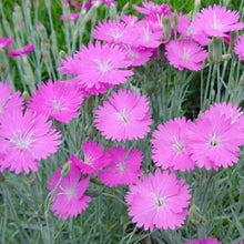 Dianthus Cheddar Pink Seeds for reliable seasonal color