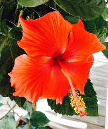Hibiscus Hibiscus Rosa-Sinensis Bright Pink Orange Seeds for a homegrown harvest from the Home Patio Pots