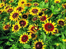 Denver Daisy Rudbeckia Perennial Seeds for reliable seasonal color