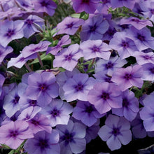 Midnight Bonbon Phlox Seeds (Phlox paniculata) for growers filling out the flower beds and border gardens