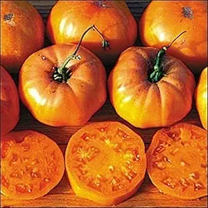 Dr. (Wyche’s Yellow Tomato Solanum lycopersicum vegetable) for planting in garden